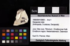 Foto (Objket + Etiketten) von Decapoda indet. 